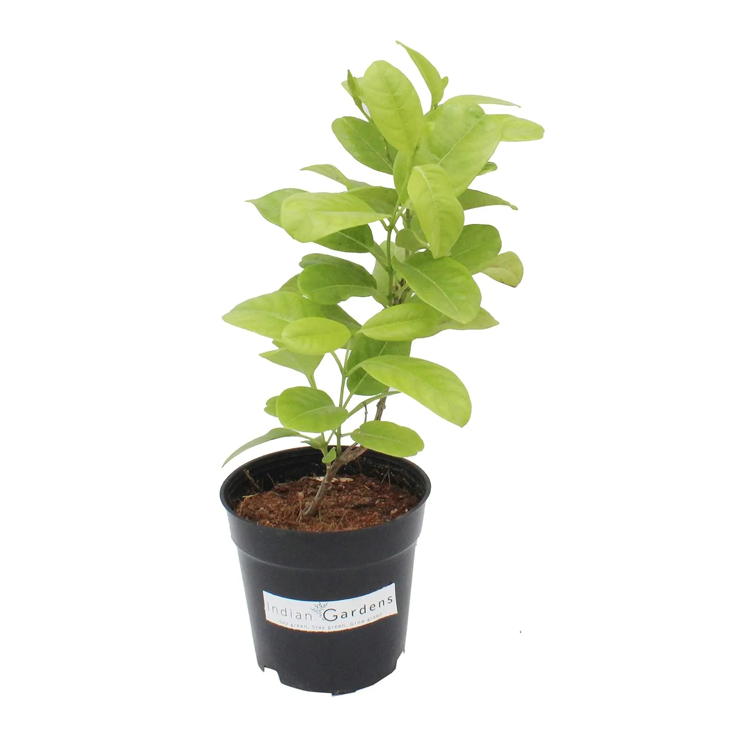 Allamanda Creeper