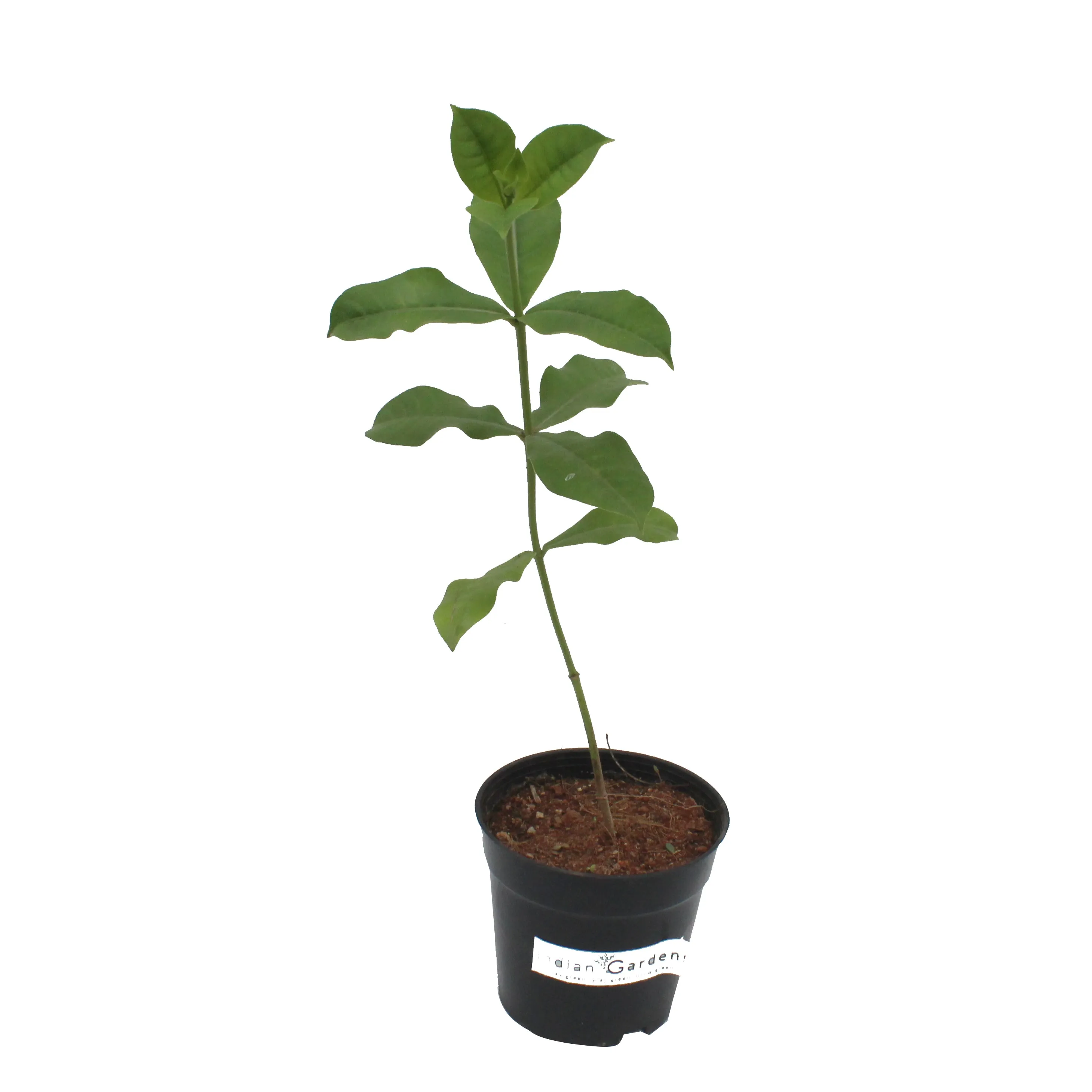 Allamanda Double