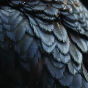 EX PEOPLE 'Bird'