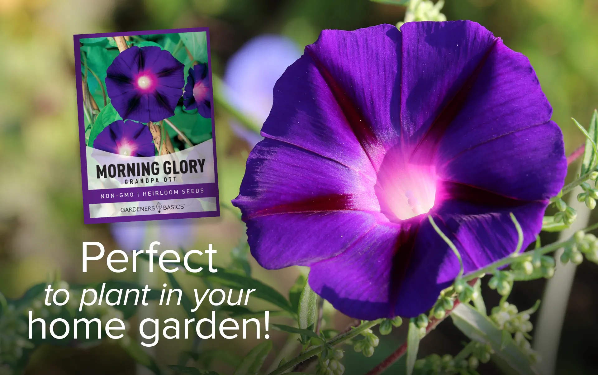 Grandpa Ott Morning Glory Seeds